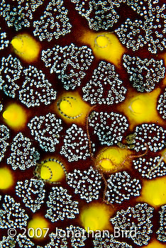 Brittle Sea star [Protoreaster sp]