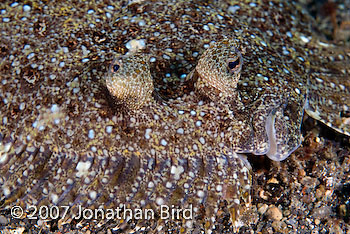 Unidentified Flounder [--]