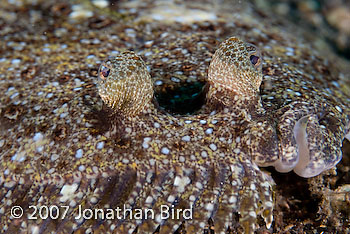 Unidentified Flounder [--]