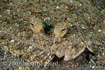 Unidentified Flounder [--]