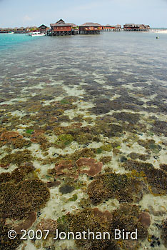 Coral Reef [--]