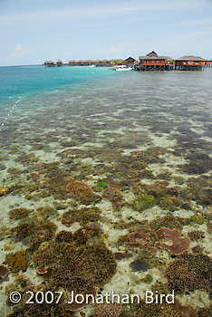 Coral Reef [--]