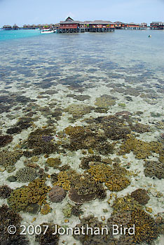 Coral Reef [--]