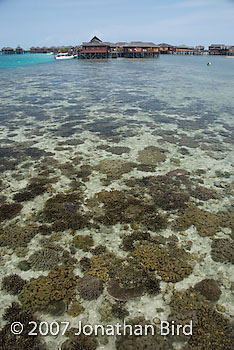 Coral Reef [--]