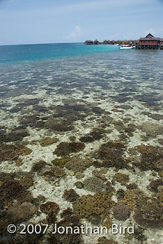 Coral Reef [--]