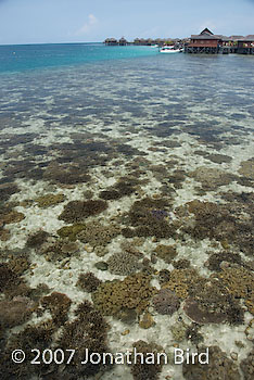 Coral Reef [--]