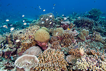 Coral Reef [--]
