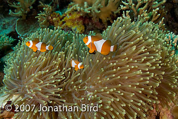 False Clown Anemonefish [Amphiprion ocellaris]