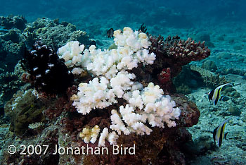 Bleached Coral [--]