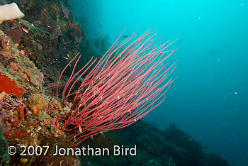  Gorgonian [--]