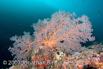  Sea fan [--]