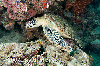 Green Sea turtle [Chelonia mydas]