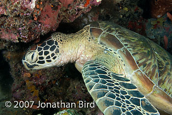 Green Sea turtle [Chelonia mydas]