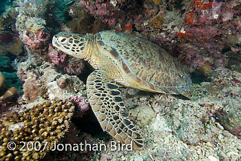 Green Sea turtle [Chelonia mydas]