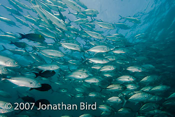 Giant Trevally Jack Fish [Caranx ignobilis]