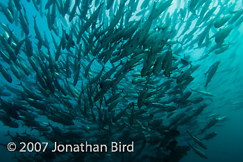 Giant Trevally Jack Fish [Caranx ignobilis]