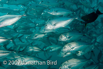 Giant Trevally Jack Fish [Caranx ignobilis]