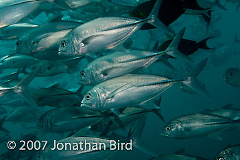 Giant Trevally Jack Fish [Caranx ignobilis]