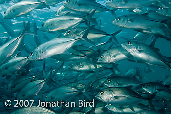 Giant Trevally Jack Fish [Caranx ignobilis]