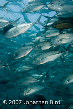 Giant Trevally Jack Fish [Caranx ignobilis]