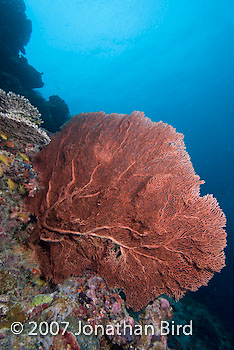  Sea fan [--]