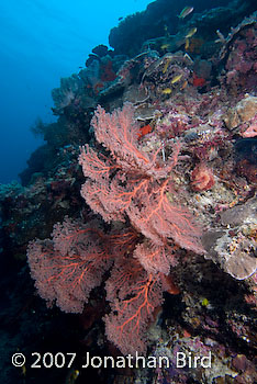  Sea fan [--]