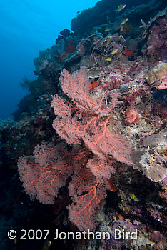  Sea fan [--]