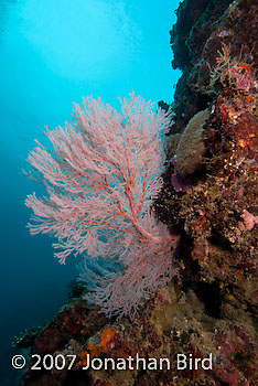  Sea fan [--]