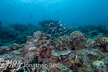 Coral Reef [--]