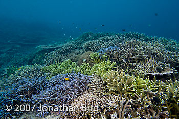 Coral Reef [--]