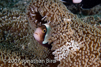 Saddleback Anemonefish [Amphiprion polymnus]