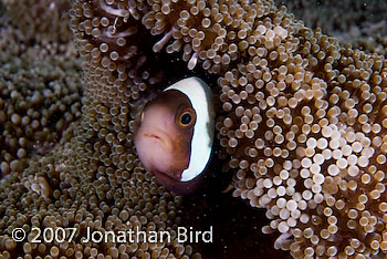 Saddleback Anemonefish [Amphiprion polymnus]