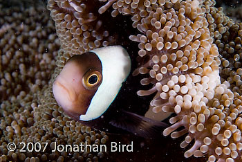 Saddleback Anemonefish [Amphiprion polymnus]