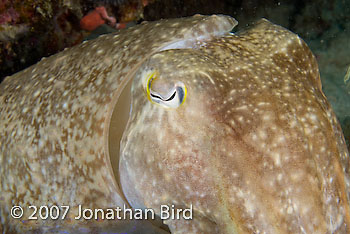 Broadclub Cuttlefish [Sepia latimanus]