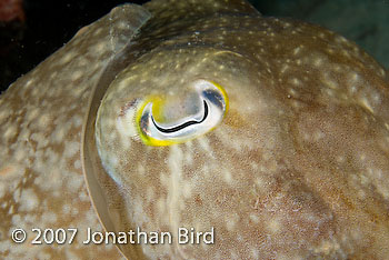 Broadclub Cuttlefish [Sepia latimanus]