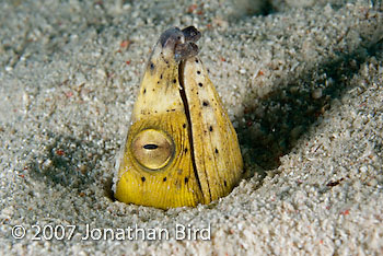 Black-finned Snake Eel [Ophichthus melanochir]