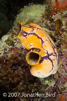 Polycarpa Tunicate [Polycarpa aurata]