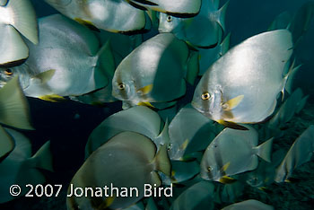 Golden Spadefish [Platax boersii]