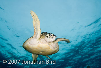 Green Sea turtle [Chelonia mydas]