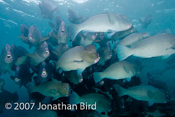 Bumphead Parrotfish [Bulbometopon muricatum]