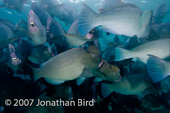 Bumphead Parrotfish [Bulbometopon muricatum]