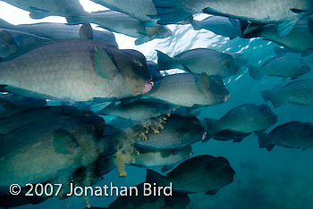 Bumphead Parrotfish [Bulbometopon muricatum]