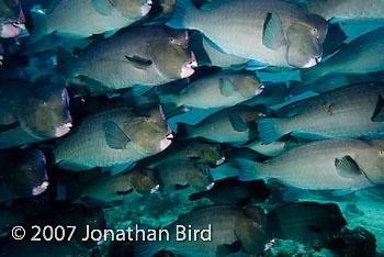 Bumphead Parrotfish [Bulbometopon muricatum]