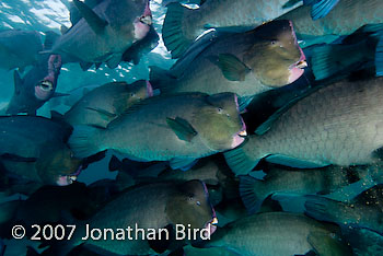 Bumphead Parrotfish [Bulbometopon muricatum]