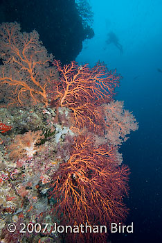 Soft Coral [--]