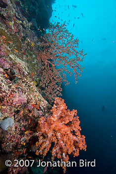 Soft Coral [--]