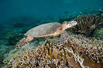 Hawksbill Sea turtle [Eretmochelys imbricata]