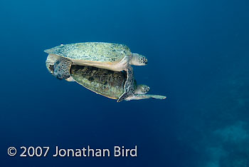 Green Sea turtle [Chelonia mydas]