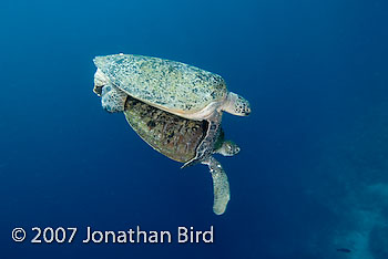 Green Sea turtle [Chelonia mydas]