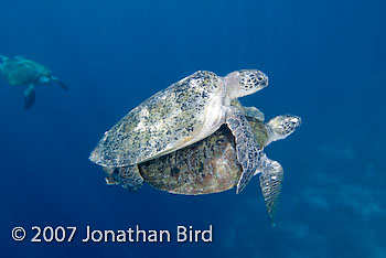 Green Sea turtle [Chelonia mydas]